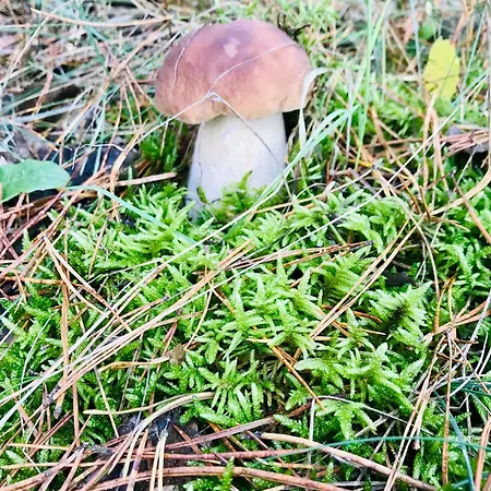 Urlaub Am Plätlinsee Haus Rike *