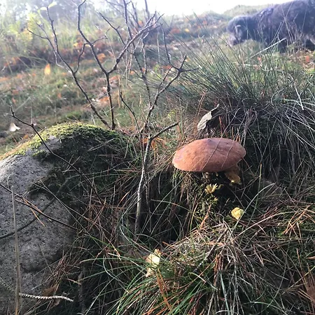 Urlaub Am Plätlinsee Haus Rike * Wustrow (Mecklenburg-Strelitz)
