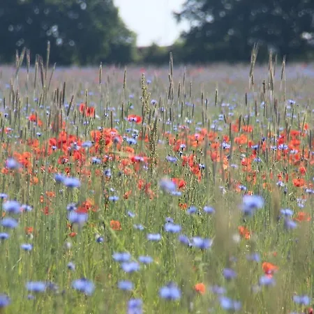 Urlaub Am Plätlinsee Haus Rike